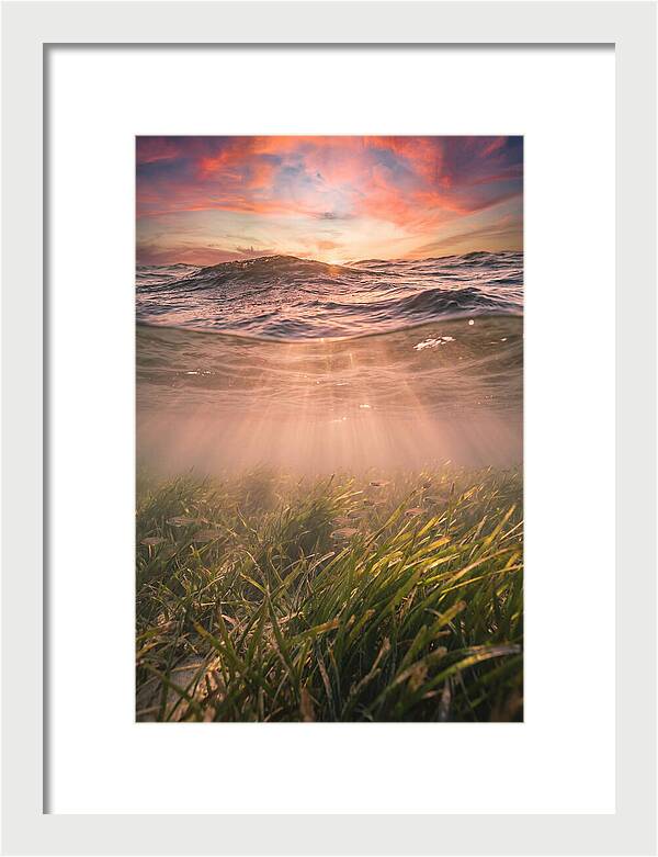 Underwater Seagrass Meadow