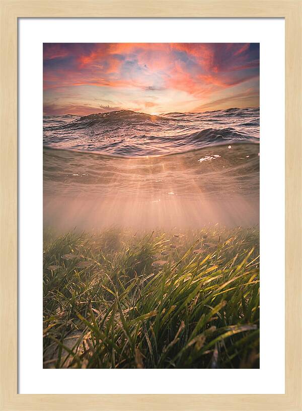 Underwater Seagrass Meadow