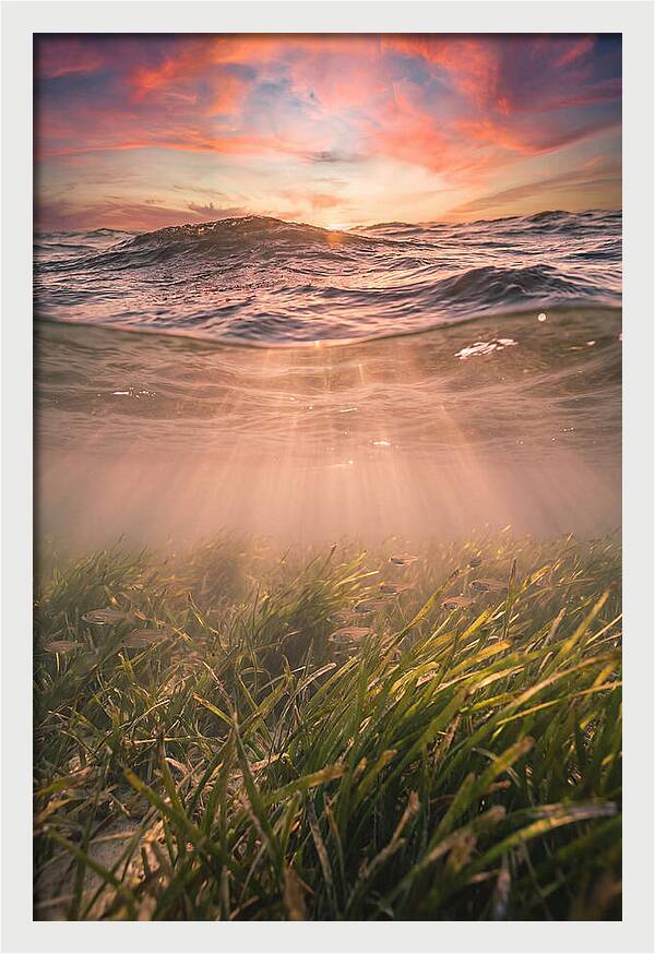 Underwater Seagrass Meadow