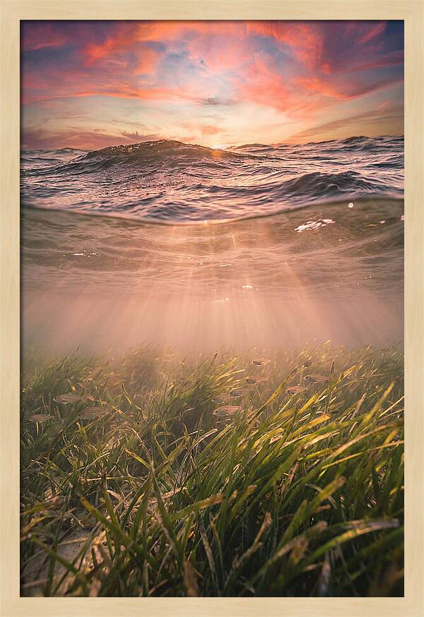 Underwater Seagrass Meadow
