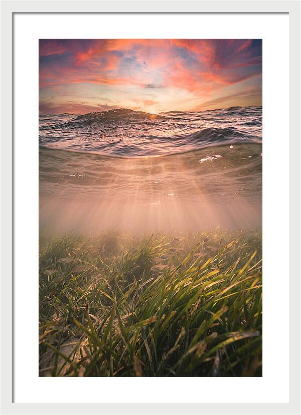 Underwater Seagrass Meadow