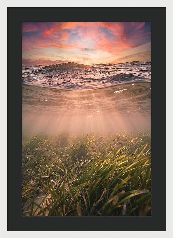 Underwater Seagrass Meadow