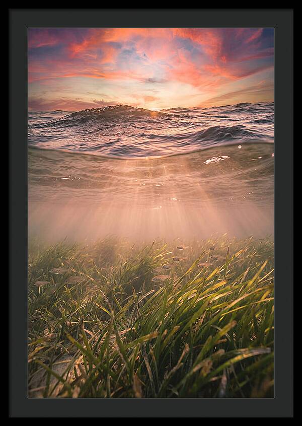 Underwater Seagrass Meadow