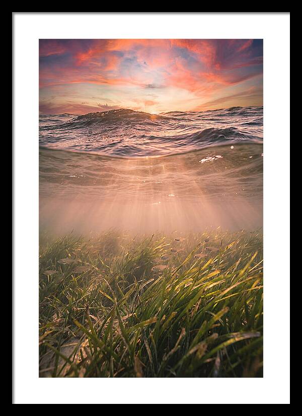 Underwater Seagrass Meadow