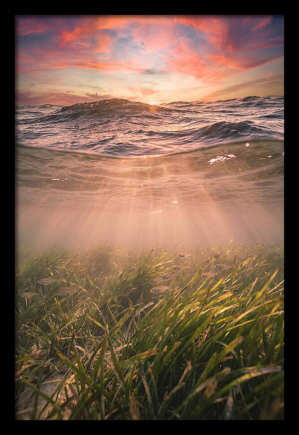 Underwater Seagrass Meadow