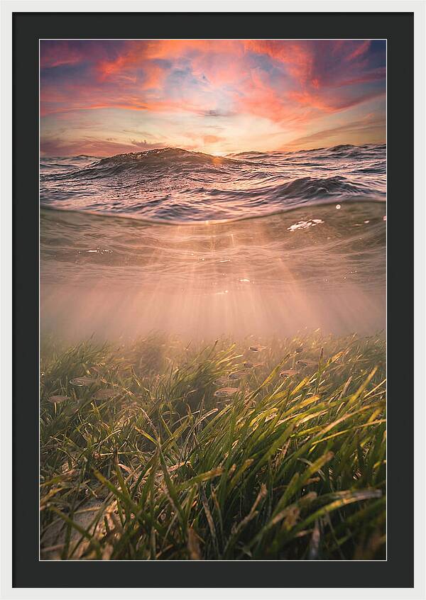 Underwater Seagrass Meadow