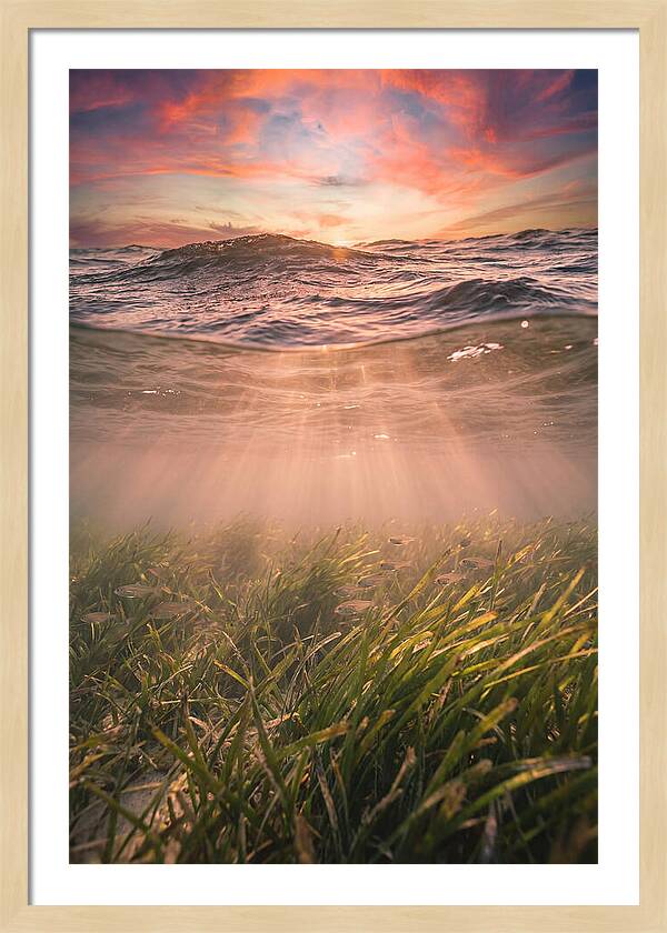 Underwater Seagrass Meadow