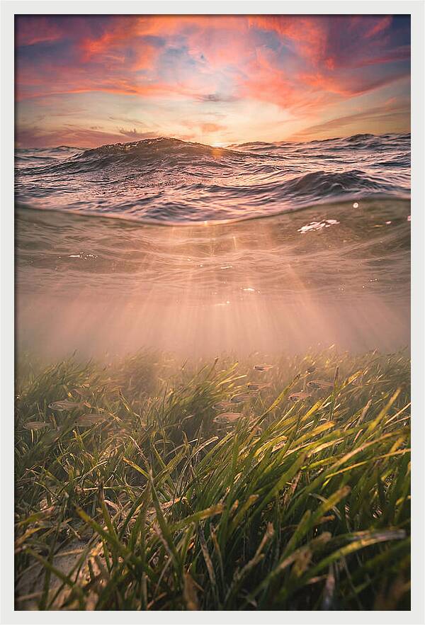 Underwater Seagrass Meadow