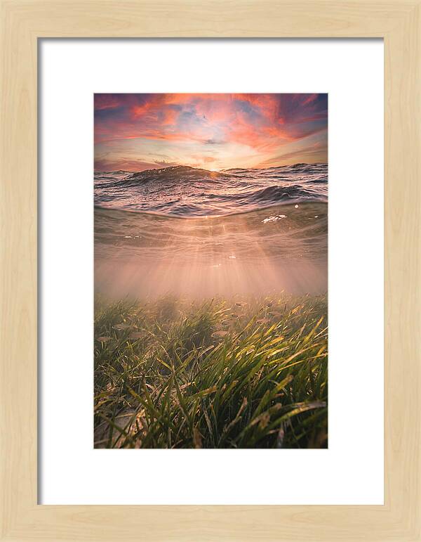 Underwater Seagrass Meadow