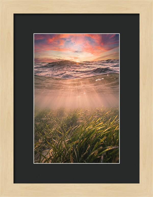 Underwater Seagrass Meadow
