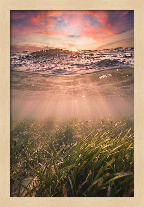 Underwater Seagrass Meadow