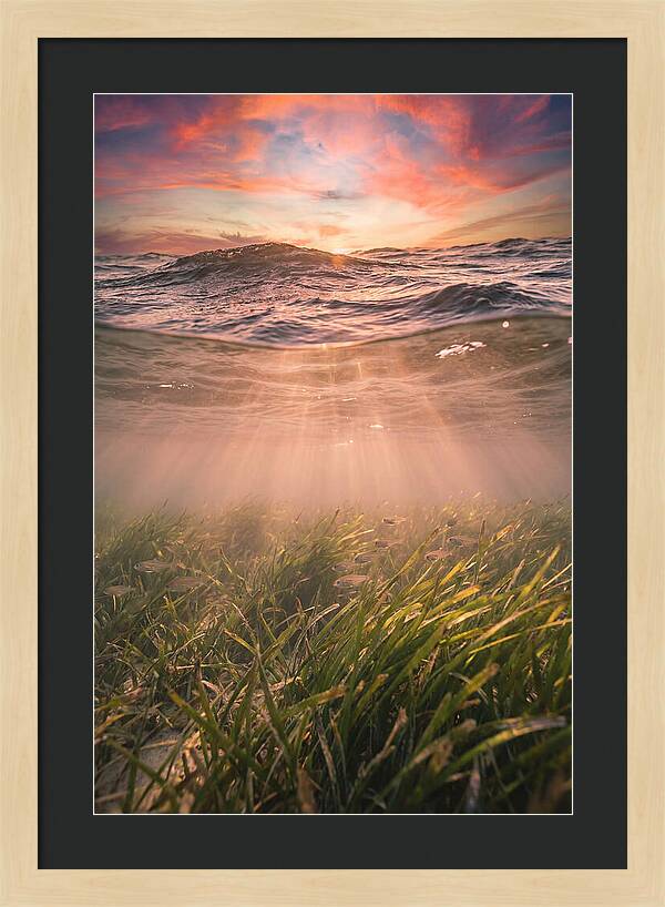 Underwater Seagrass Meadow