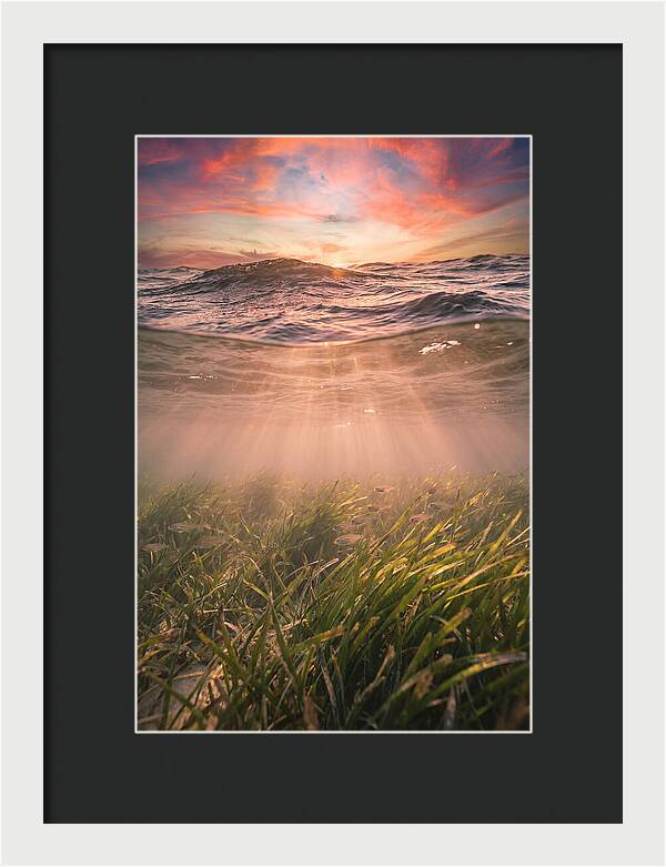 Underwater Seagrass Meadow