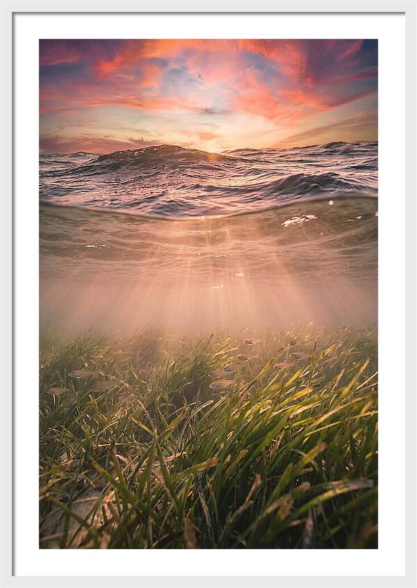 Underwater Seagrass Meadow