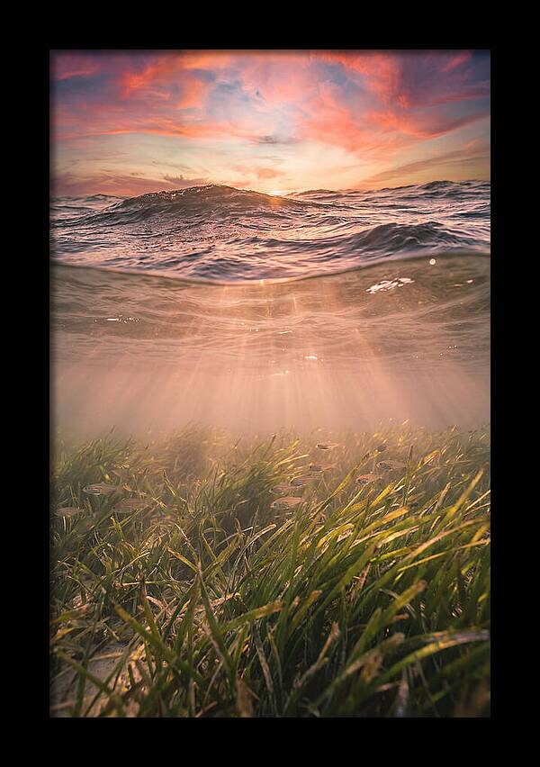 Underwater Seagrass Meadow