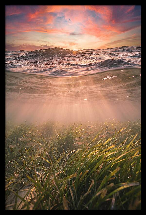 Underwater Seagrass Meadow