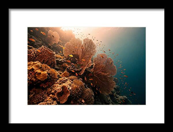 Underwater Tropical Paradise