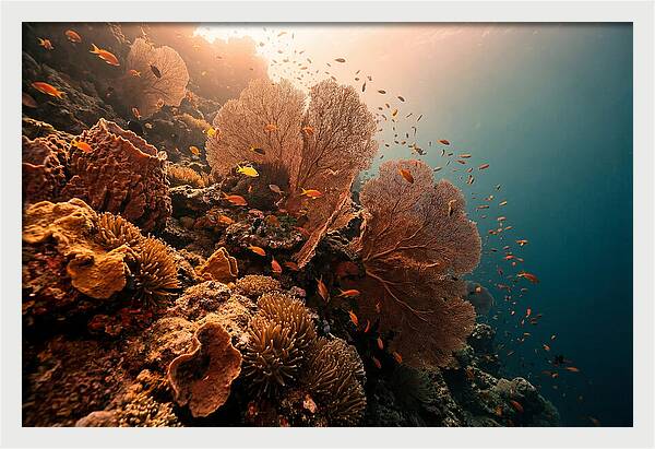 Underwater Tropical Paradise