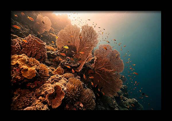 Underwater Tropical Paradise