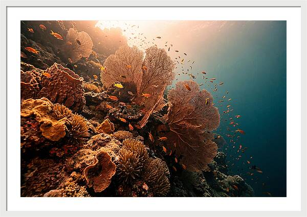 Underwater Tropical Paradise