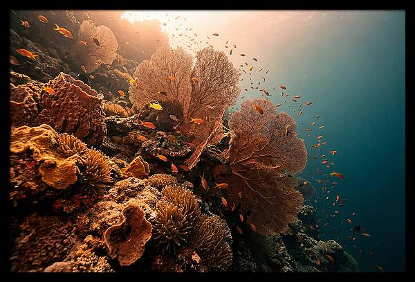 Underwater Tropical Paradise