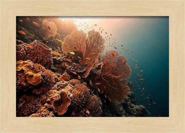 Underwater Tropical Paradise