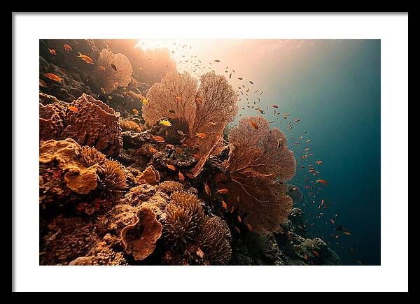 Underwater Tropical Paradise