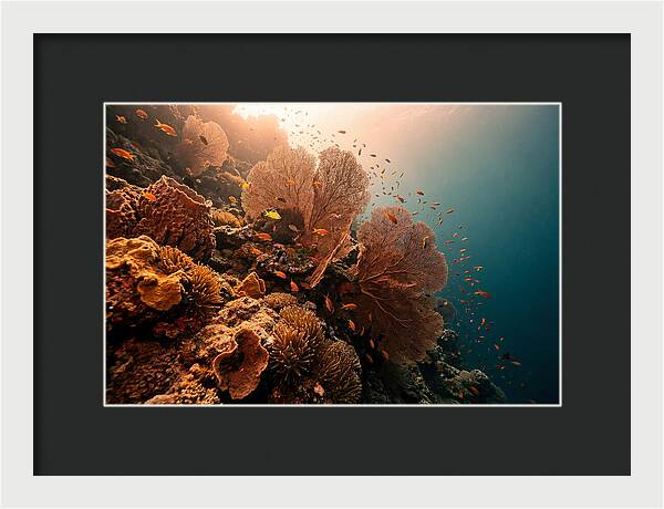 Underwater Tropical Paradise