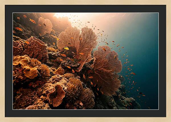 Underwater Tropical Paradise