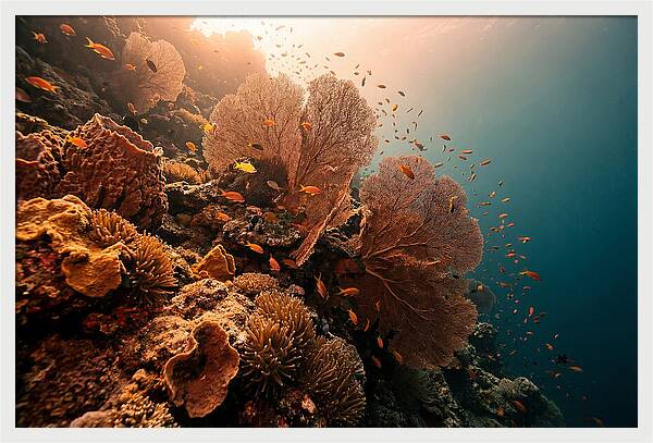 Underwater Tropical Paradise
