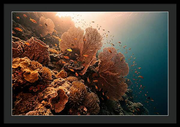 Underwater Tropical Paradise
