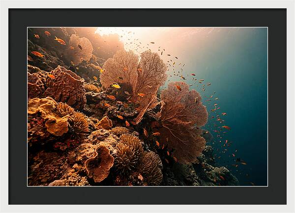 Underwater Tropical Paradise