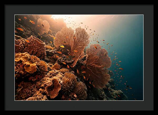 Underwater Tropical Paradise