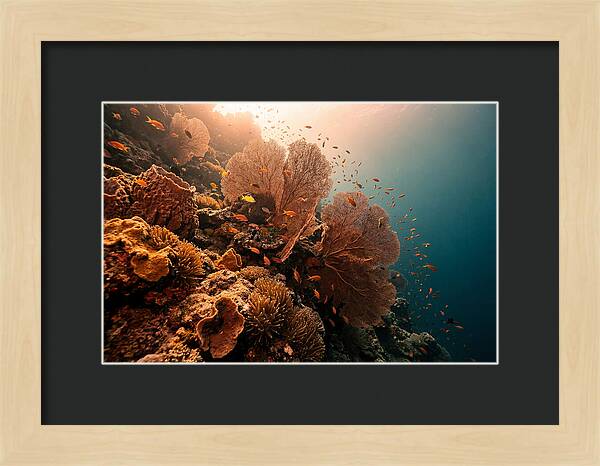 Underwater Tropical Paradise