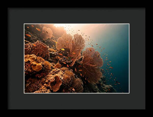 Underwater Tropical Paradise