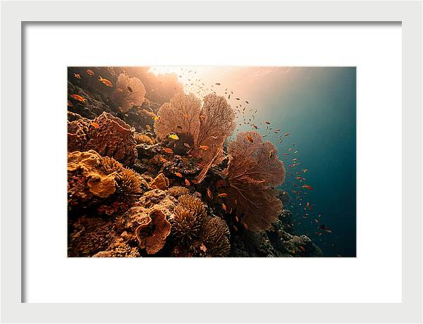 Underwater Tropical Paradise