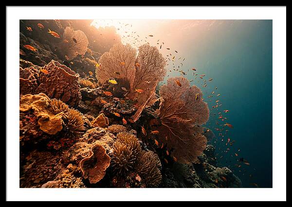 Underwater Tropical Paradise