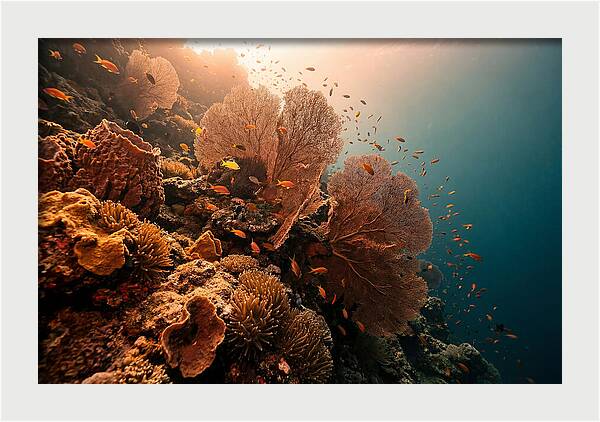 Underwater Tropical Paradise