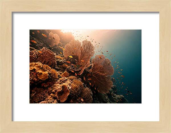 Underwater Tropical Paradise