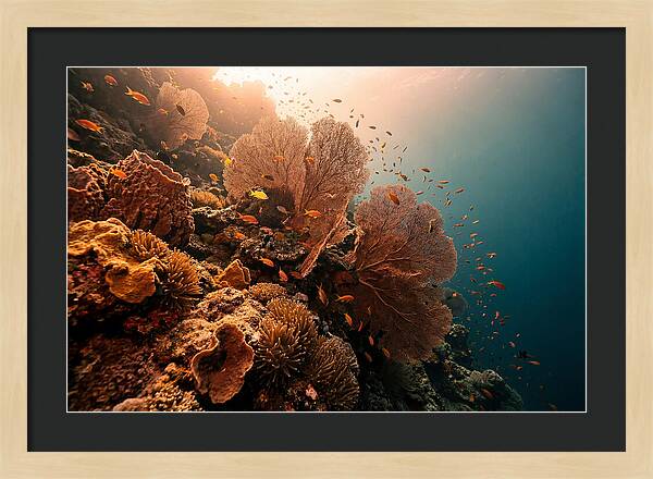 Underwater Tropical Paradise