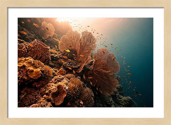 Underwater Tropical Paradise