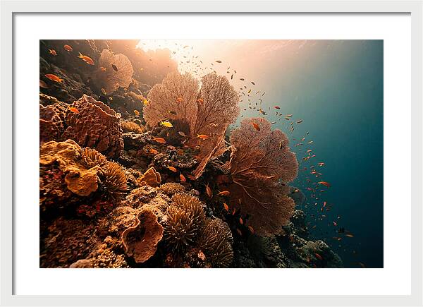 Underwater Tropical Paradise