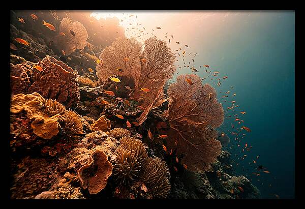 Underwater Tropical Paradise