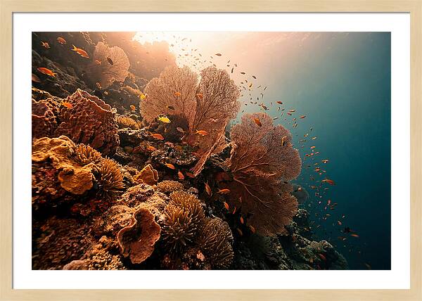 Underwater Tropical Paradise