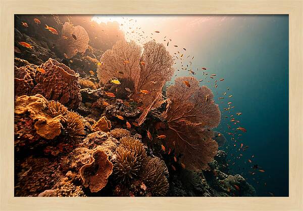 Underwater Tropical Paradise