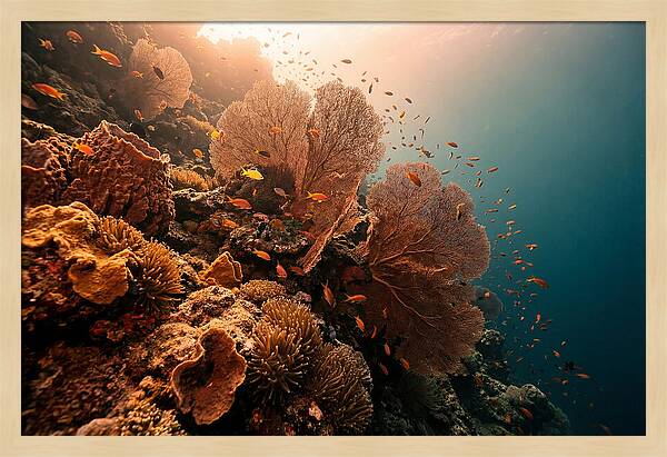 Underwater Tropical Paradise