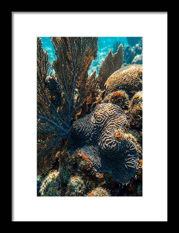 Underwater Wonders Of Coral