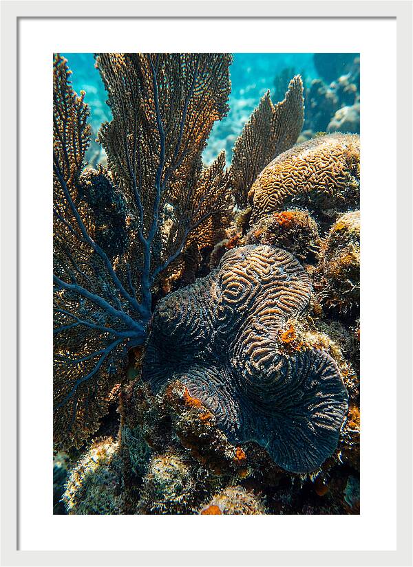 Underwater Wonders Of Coral