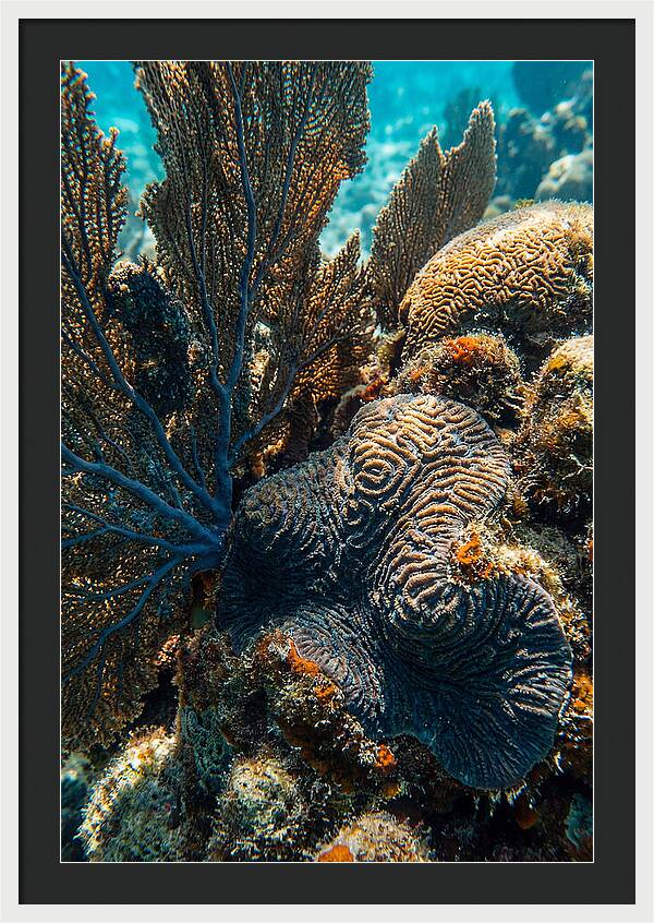 Underwater Wonders Of Coral