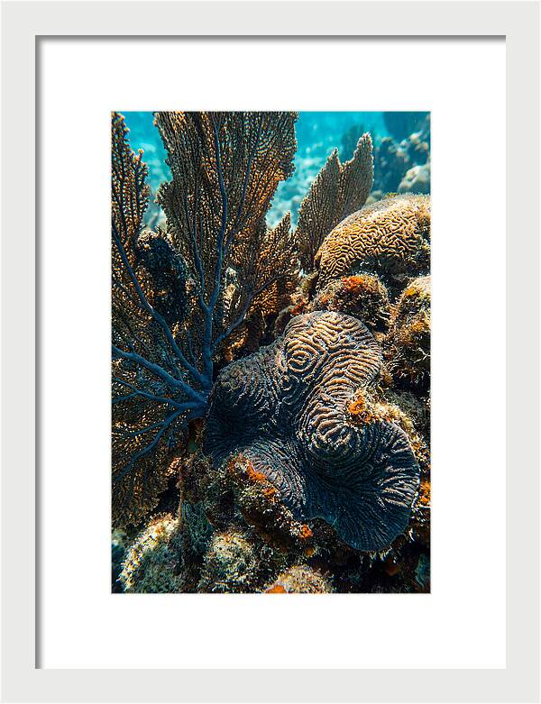 Underwater Wonders Of Coral